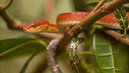 Poster - snake in the tree