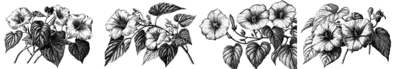 Wall Mural - Realistic botanical engraving style, hand-drawn, modern illustration with black outline, Morning glory flowers.