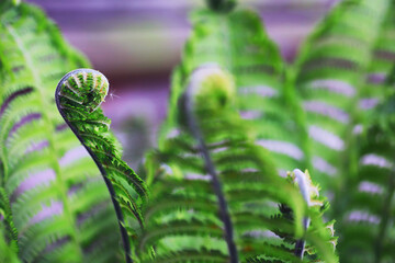 Wall Mural - Plants and flowers macro. Detail of petals and leaves at sunset. Natural nature background.