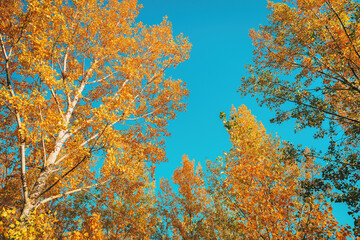 Wall Mural - Low angle view of aspen trees in forest in autumn, branches and treetops with vibrant yellow leaves against sunny october sky