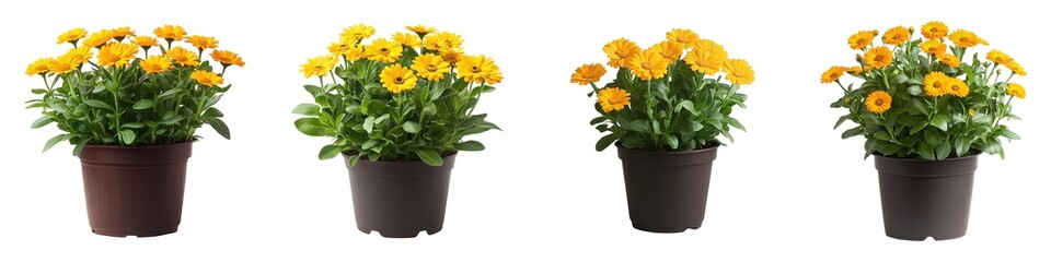 Wall Mural - Lively Yellow Calendula Flowers in Dark Brown Planters Isolated on Transparent Background