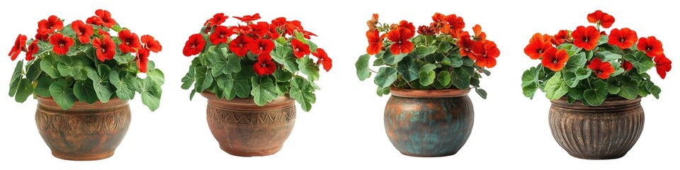 Wall Mural - Lush Red Nasturtium Plants in Ornate Clay Pots Isolated on Transparent Background