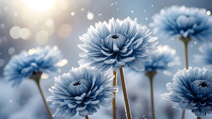 Wall Mural - Blue and White Chrysanthemums with Icy Sparkles on Snowy Background