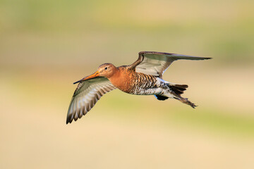 Wall Mural - Black-tailed godwit Limosa Limosa in flight