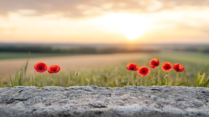 Aufkleber - Close up view of vibrant red poppies placed on an ancient military grave under the warm golden glow of sunset  This serene and solemn scene symbolizes remembrance respect