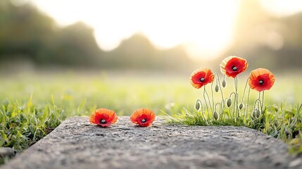Poster - Close up of vibrant red poppies adorning an ancient weathered grave under the warm golden light of the setting sun serving as a solemn tribute and of those who have served their nation