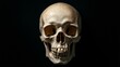 © peera - Human Skull Display, front view of a detailed skull with an open mouth, isolated against a deep black background, emphasizing intricate bone structure and shadows.