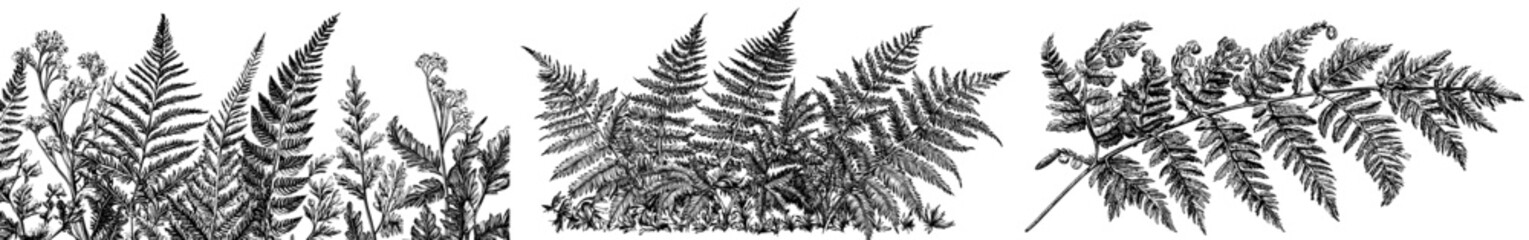 ferns and moss set of green botanical elements for graphic design and decor. modern illustration eps