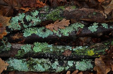 Wall Mural - Nature botanical background, tree branches covered with mosses and lichens in fallen leaves. Natural lichen surface in autumn forest. Environment texture backdrop. close up. top view