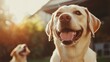 © -Quantum Pixels- - Energetic Labrador dog smiling joyfully in a sunlit garden with playful companions in the background, capturing a moment of pure happiness.