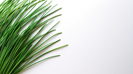 Poster - Isolated on white background chives with long slender green stems aligned in a minimalist arrangement and side empty space for text Stockphoto style
