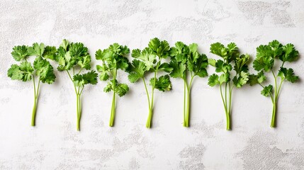 Poster - Isolated on white background delicate cilantro sprigs arranged symmetrically for an airy composition and side empty space for text Stockphoto style
