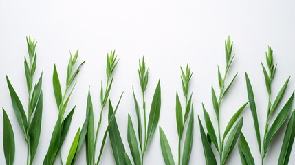 Poster - Isolated on white background cluster of fresh tarragon sprigs positioned upright showcasing their slender pointed leaves and side empty space for text Stockphoto style