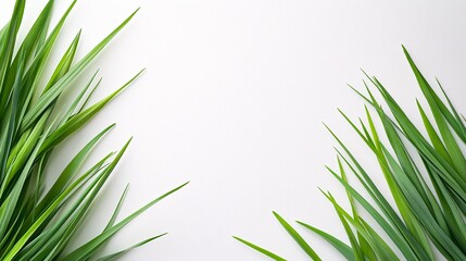 Aufkleber - Isolated on white background bunch of chives with clean-cut ends arranged in parallel lines for a modern herb look and side empty space for text Stockphoto style