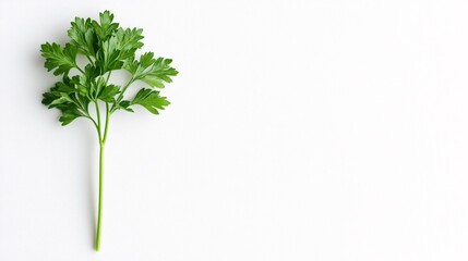 Fototapete - Isolated on white background flat-leaf parsley sprig placed upright with small water droplets highlighting freshness and side empty space for text Stockphoto style