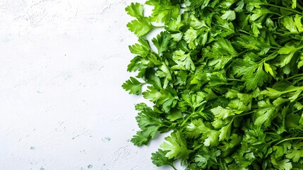 Fototapete - Isolated on white background flat-leaf parsley arranged in a loose cluster highlighting its fresh green hues and side empty space for text Stockphoto style
