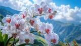 The most beautiful white and red orchids 