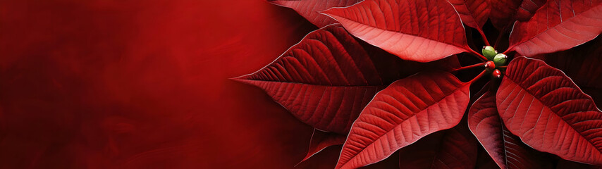 Wall Mural - Abstract background with red Poinsettia leaves. Horizontal composition, banner.