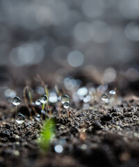 abstract super macro rain drop water on wet green grasses plant bokeh background