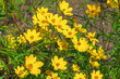 © bykot - Beautiful yellow flowers of Bidens aristosa. bearded beggarticks, western tickseed, showy tickseed, long-bracted beggarticks, tickseed beggarticks