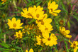© bykot - Beautiful yellow flowers of Bidens aristosa. bearded beggarticks, western tickseed, showy tickseed, long-bracted beggarticks, tickseed beggarticks