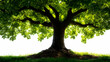 © HQAsset - A Majestic Oak Tree Stands Tall with Lush Green Foliage Against a Bright White Sky, Showing its Strong Roots and Branching Structure