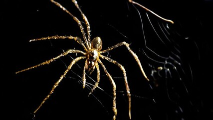 Golden spider skillfully weaves an intricate web against a dark background, highlighting nature's detailed craftsmanship and the fascinating process of silk production at night