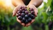 ©  Shomixer - A pair of hands gently cradling a bunch of ripe grapes in a vineyard, beautifully capturing the concept of harvest and nature's bounty.