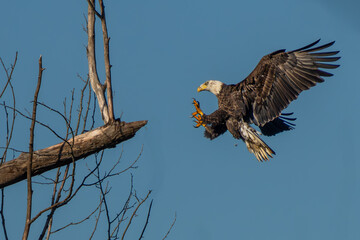 Wall Mural - an american bald eagle landing an a tree branch