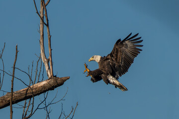 Wall Mural - an american bald eagle landing an a tree branch