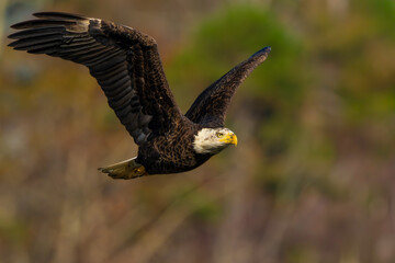 Wall Mural - an american bald eagle flying near a forest