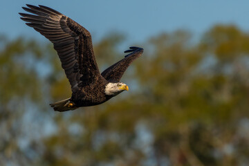 Wall Mural - an american bald eagle flying near a forest
