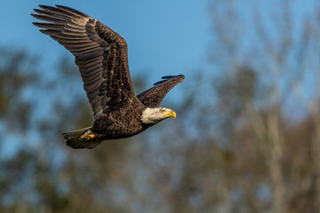 Wall Mural - an american bald eagle flying near a forest