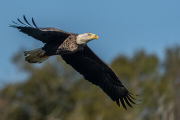 Wall Mural - an american bald eagle flying near a forest
