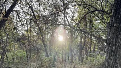 Wall Mural - beautiful sunlight coming through the trees in the park on a sunset hour with the sky in the backgro