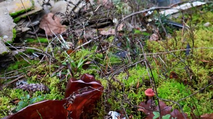 Wall Mural - pile of trash left in a forest clearing, illustrating the problem of littering and environmental pol