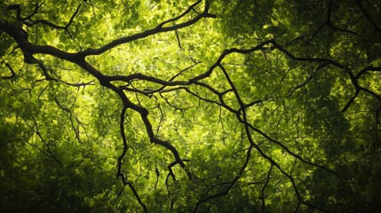 Lush green tree branches with bright leaves glowing in sunlight, creating a serene and calming atmosphere in nature.
