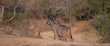 Afrikanische Tiere Männlicher groß Kudu Strepsiceros im Krüger National Park - Kruger Nationalpark Südafrika
