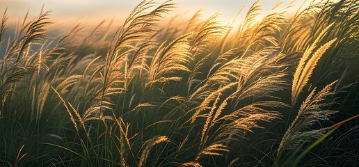 Wall Mural - wheat field at sunset