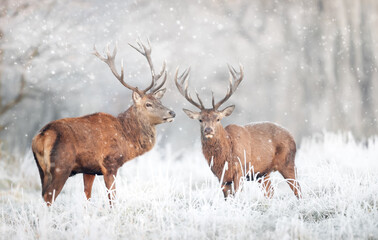 Wall Mural - Two red deer stags in the falling snow in winter