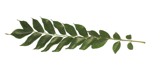 kadipatta curry leaf