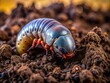 © Sandra - Rhinoceros Beetle Larvae Silhouette in Soil - Fertile Soil Indicator