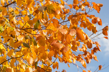 Wall Mural - birch branches with yellow autumn leaves on a blue sky background