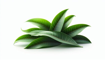 Wall Mural - green mango tree leaves on a white background, copy space