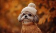 © Александр Михайлюк - A small dog in cozy attire including a tan knitted hat and matching sweater poses against a vibrant autumn backdrop, capturing the season's essence and warmth