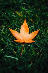 Sticker - A single leaf lying on the grass