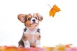 © Fotograf - A curious puppy sits on the ground, gazing up at a single leaf