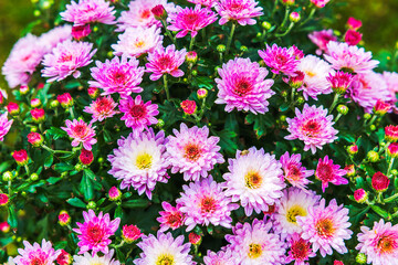 Wall Mural - Close-up view of blooming pink chrysanthemums with vibrant green leaves in garden setting.