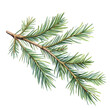 © Dennis Hoeren - drawing of a evergreen fir tree branch isolated on white background or transparent png. Watercolor