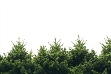 Poster - A group of trees standing tall in a lush green grassy area, perfect for landscape or nature photography